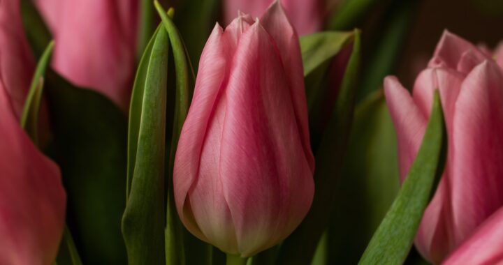 tulips-g1568757bf_1920